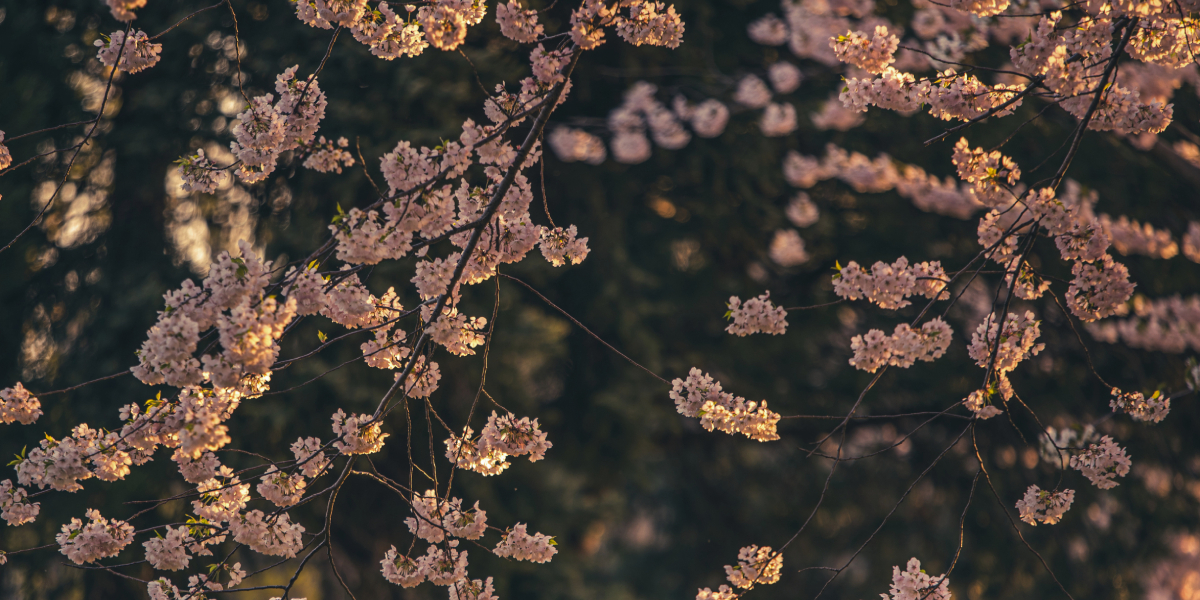 photo of tree branches